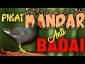 Lagu SUARA BURUNG MANDAR, PELAN, SUDAH DI BUKTIKAN DAN SANGAT AMPUH UNTUK PIKAT. DIJAMIN 100% PANEN RAYA