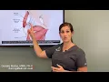 Treating Hip Bursitis - Regenerative options when traditional treatments stop working