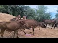 Download Lagu Yukk Ngangon Sapi Ke Puncak Gunung Desa Huichang