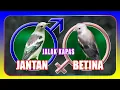 Cara Membedakan Jalak Kapas Jantan Dan Betina
