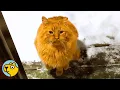 Lagu Scared Cat Steps Inside A House For The First Time