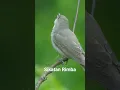 Download Lagu Burung Sikatan Rimba Gacor Ngplong Kicau Alam Rimba