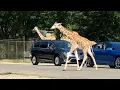 Get a COVID shot get Wild Safari tickets at Six Flags Great Adventure