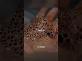 Download Lagu How Fear of Holes was invented