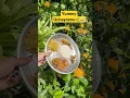 Download Lagu ഉച്ചയൂണ്🦋🌿🍛 #ytshorts #uchayoonu #chickengravy #ytviral #cabbagethoran #ytfeeds #sambar #yt #yum
