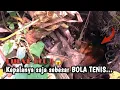 Download Lagu REKOR DI SINI‼️BELUT BERBOBOT 1 KG
