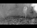 Barn Owl Baby Just Heard Thunder for the First Time | Discover Wildlife | Robert E Fuller