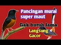 Download Lagu murai batu gacor AMPUH buat PANCINGAN murai batu agar bunyi JADIKAN burung murai gacor EMOSI