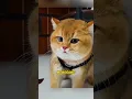 Download Lagu si Oyen marah makin menggemaskan, kucing viral terbaru #vidioviral #funnycats  #cutecat #op