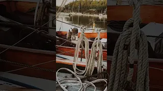 Sea otters invade my home! #boat #boats #otters #seacreatures