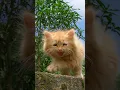 Download Lagu Kitten meowing 😻 | Cat sound | Cat video | Cat | Cat voice | Persian cat sound | Persian cat | Cats