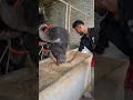 Monster Shape Buffalo feeding time