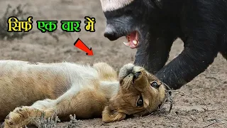 in just one stroke this is why honey badgers are immortal animals earth adventure in hindi