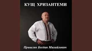 Кущ хризантеми 