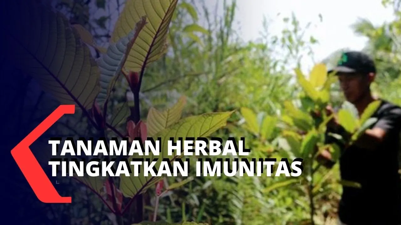 JAKARTA, KOMPAS.TV Penelitian tanaman Kina dilakukan untuk menangkal wabah pencemaran virus corona. . 