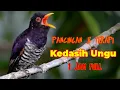 Download Lagu Masteran Kedasih Ungu Gacor Full Tembakan Jernih