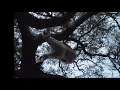 Billy Hammer - intertwine (visualizer)