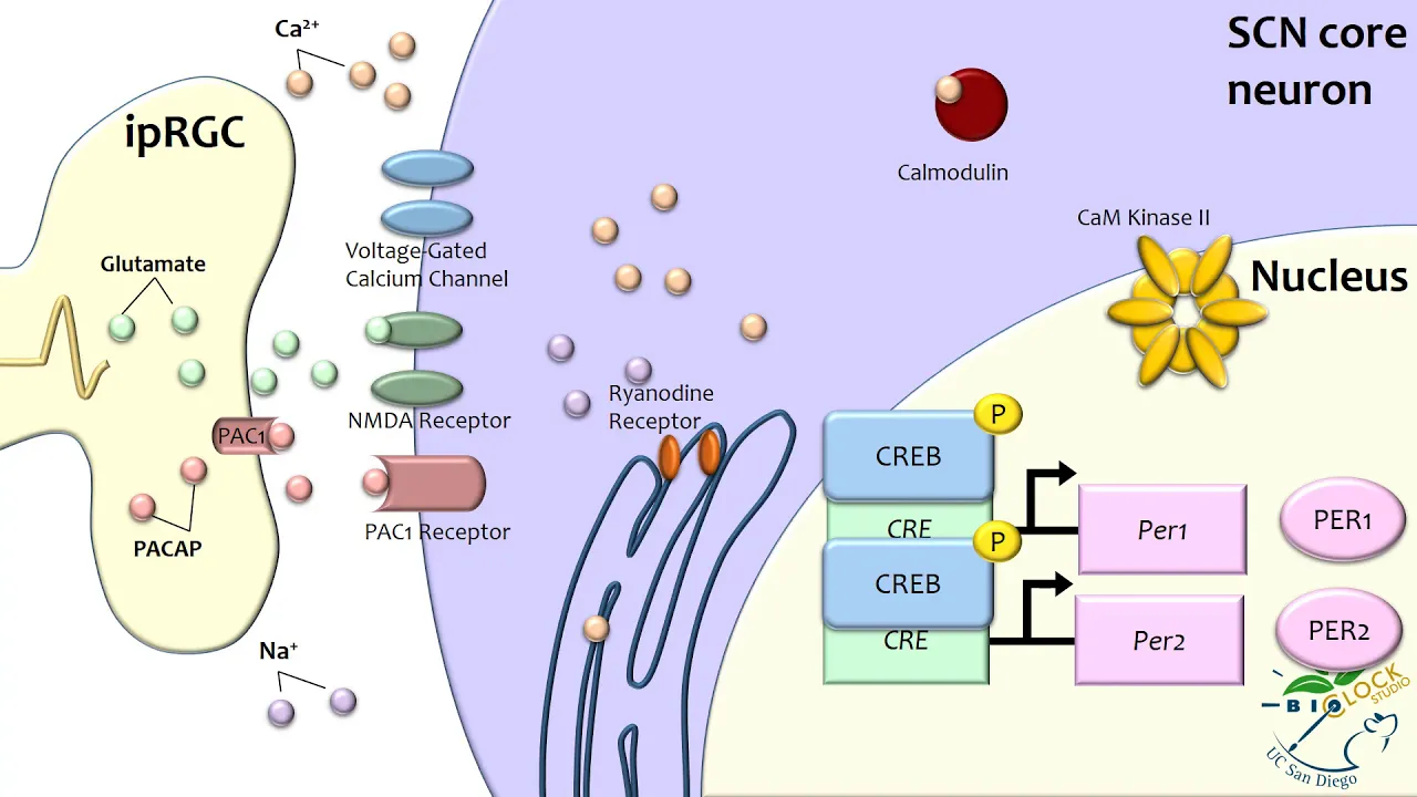 Molecular Entrainment to Light in the Suprachiasmatic Nucleus