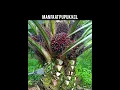 Download Lagu Manfaat pupuk KCL bagi tanaman kelapa sawit #kelapasawit #petanisawit #pupukkcl #pupuk