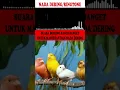 NADA DERING|RINGTONE|MASTERAN BURUNG SUARA KICAUAN KENARI  GACOR TEMBAKAN KASARAN PART-3