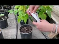 INCREASE Citizen Science Tutorial Sowing Beans in a Pot