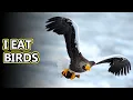 Steller s Sea Eagle facts the White Shouldered Eagle Animal Fact Files