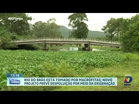 Rio do Brás em Canasvieiras tomado por Macrófitas: novo projeto propõe despoluição