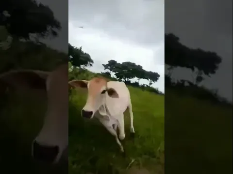 Ela disse que o meu bife estava gostoso! 🤣🐄 #shorts