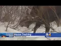 Moose Tracking Underway In Steamboat Springs