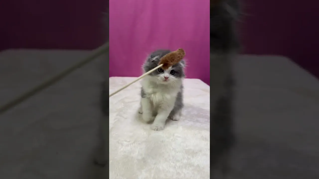 動画