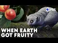 Download Lagu How Dinosaur Extinction Gave Us Fruit