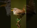 Lagu Eurasian Wren Bird Chirping #Nature #Bird #Wildlife #Wren #Chirp #beautiful #VildKast HA71943