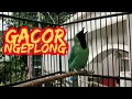 Download Lagu DIJAMIN langsung ikut GACOR NGEPLONG dengan pancingan cucak ijo ini