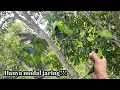 Download Lagu Mikat cucak ijo hanya menggunakan jaring, poin banyak!!