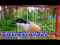 Download Lagu SUARA ASLI BURUNG CENDET | SUARA CENDET ALAMI