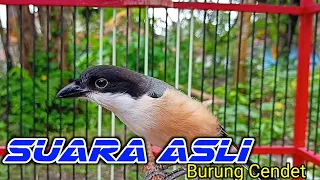 suara asli burung cendet suara cendet alami