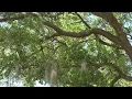 Download Lagu 4 Bluebirds Flying \u0026 Brown Headed Nuthatch Shoots Out of E7! Sea Pines Bluebird Project