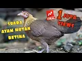 Download Lagu ✅SUARA PEMIKAT TERBAIK AYAM HUTAN BETINA SUMATERA #1 HD SOUND BEST