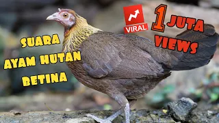 ✅SUARA PEMIKAT TERBAIK AYAM HUTAN BETINA SUMATERA #1 HD SOUND BEST