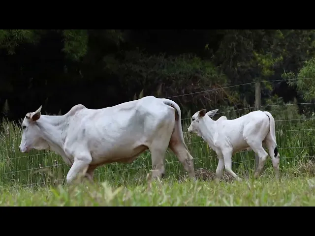 Matriz Nelore ACSM - 69