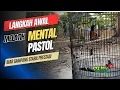 Tips melatih mental murai pastol agar kerja maksimal saat di gantang