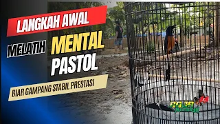 tips melatih mental murai pastol agar kerja maksimal saat di gantang