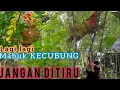 Download Lagu Mukbang Kecubung | lagi lagi mabuk kecubung| Gagal Herping || JANGAN DITIRU  Berbahaya !!