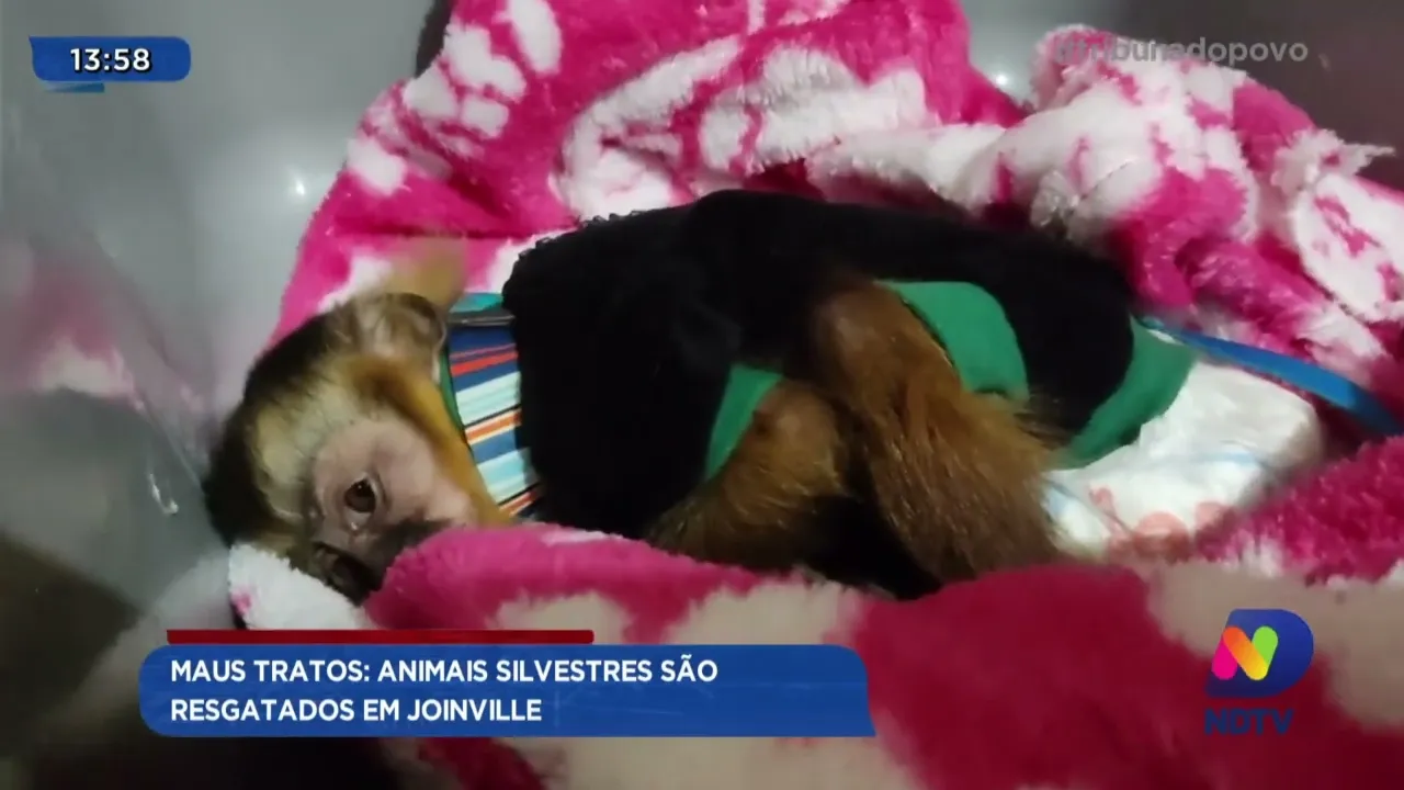 Maus tratos: animais silvestres são resgatados em Joinville