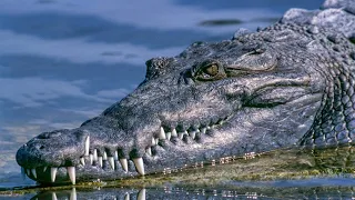 Ep. 302 Alone looking for crocodiles & Caveman Cooking – Simple living in a Caribbean paradise