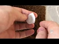 Spider egg sack full of babies Viral UK