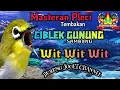 Download Lagu Masteran Pleci Tembakan Ciblek Gunung Sambung Wit Wit Wit Kualitas Suara Jernih
