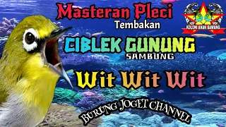 masteran pleci tembakan ciblek gunung sambung wit wit wit kualitas suara jernih