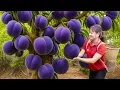 Download Lagu Harvesting 1000+ Giant Purple Peaches \u0026 Making Dried Coconut Cakes | The Village Elder's Recipe
