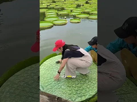جلست فوق الورقة دون أن تسقط في الماء 😱
